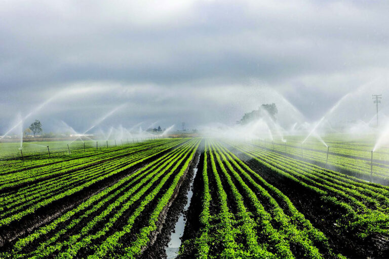 How to Plan Smart Drip Irrigation on a Budget: A Professional’s Guide to Efficiency